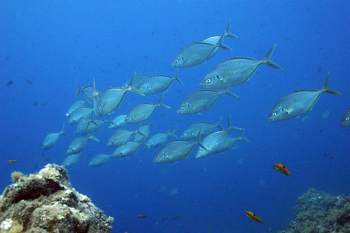 MergulhoPedrinha 035.jpg